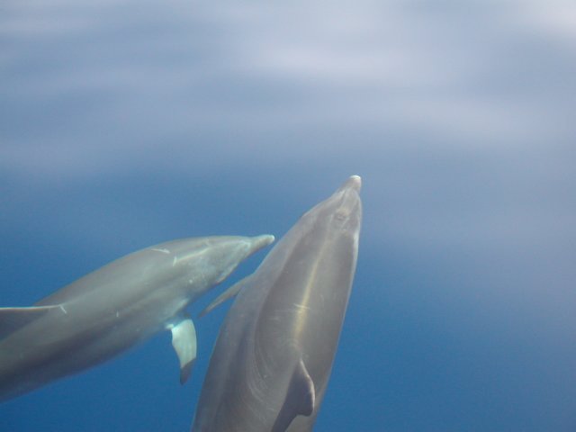 delfini2.jpg