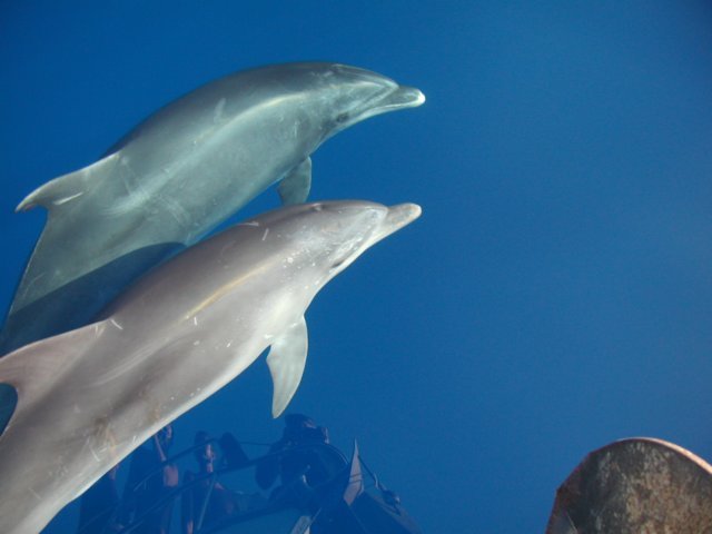 delfini3.jpg